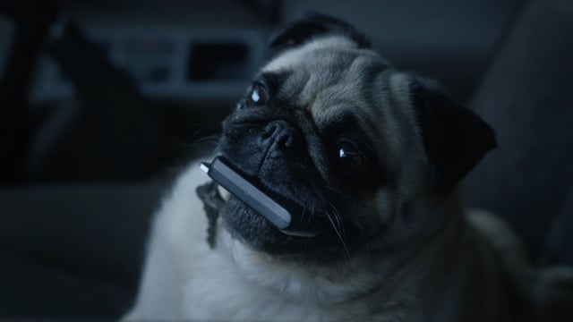 Pug - NRMA ROADSIDE ASSISTANCE