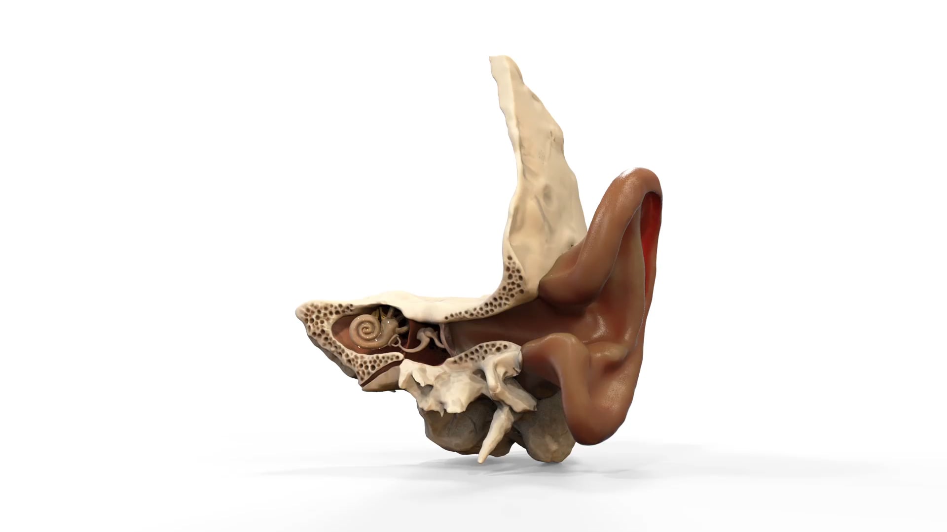 Ear Canal Animation Hololens