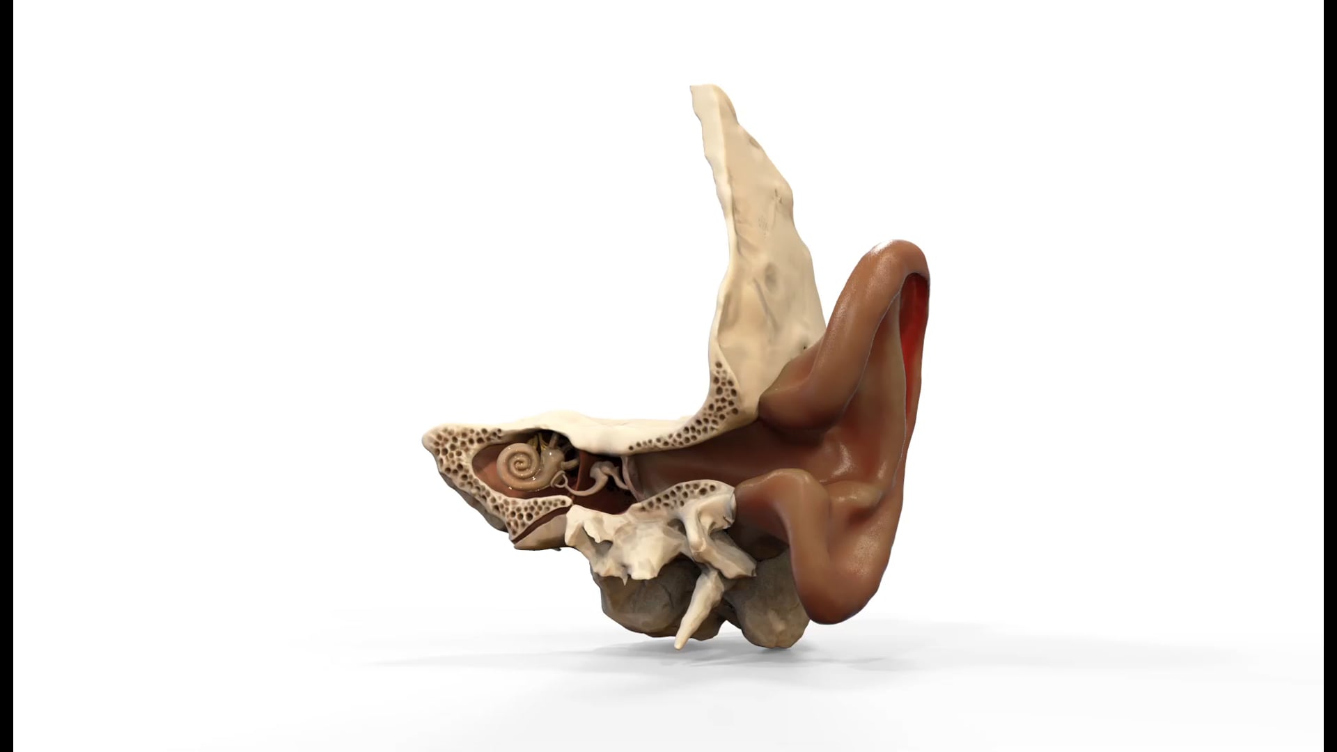 Ear Canal Animation Hololens