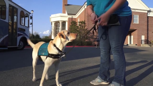 can you train your own service dog in canada