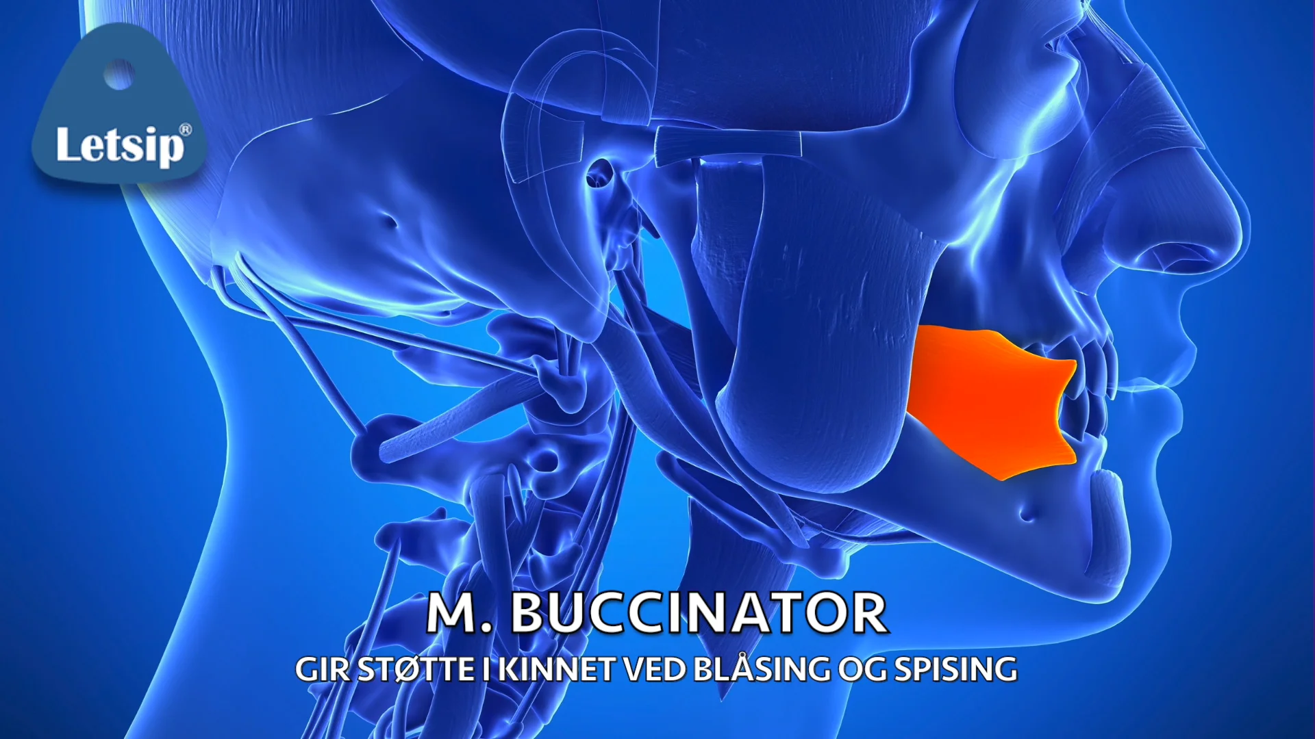 Letsip musculus on Vimeo
