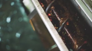 HONDURAS: MEET THE COUSINS AT FINCA EL CONEJO