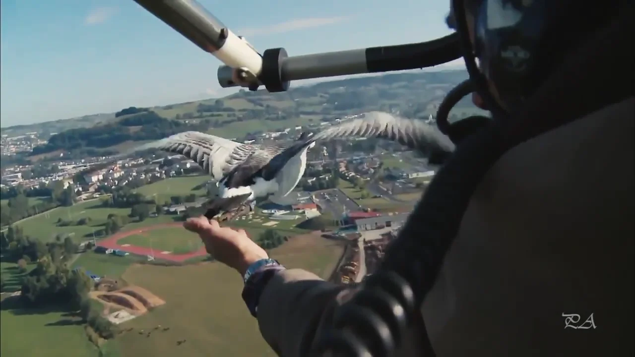 Snowbird Flight