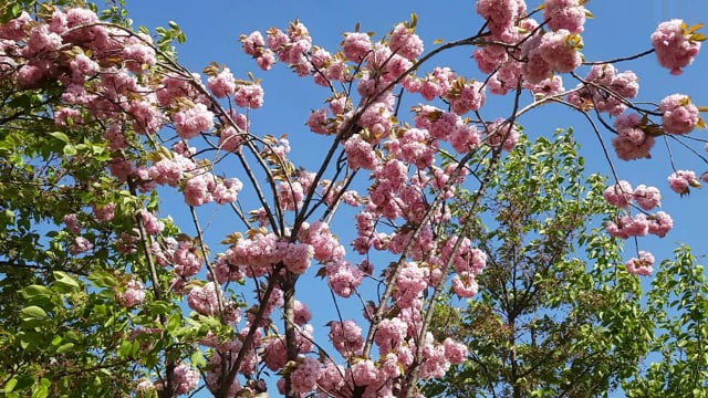 Primavera Spring, Flower Tree, Spring Flowers. Free Stock Video - Pixabay