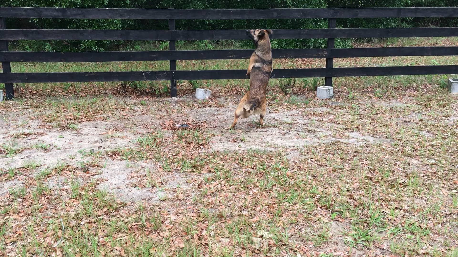 RECON, K9 Pipeline Leak Detection Dog In Training on Vimeo