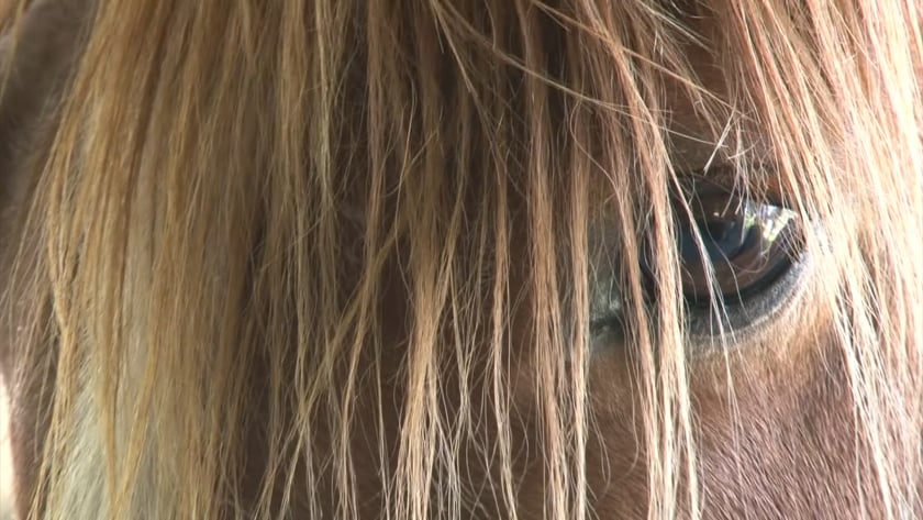 vimeo-video-thumbnail