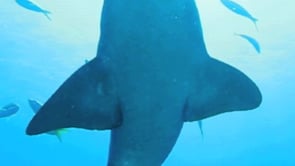 fish, sea life, & oceans