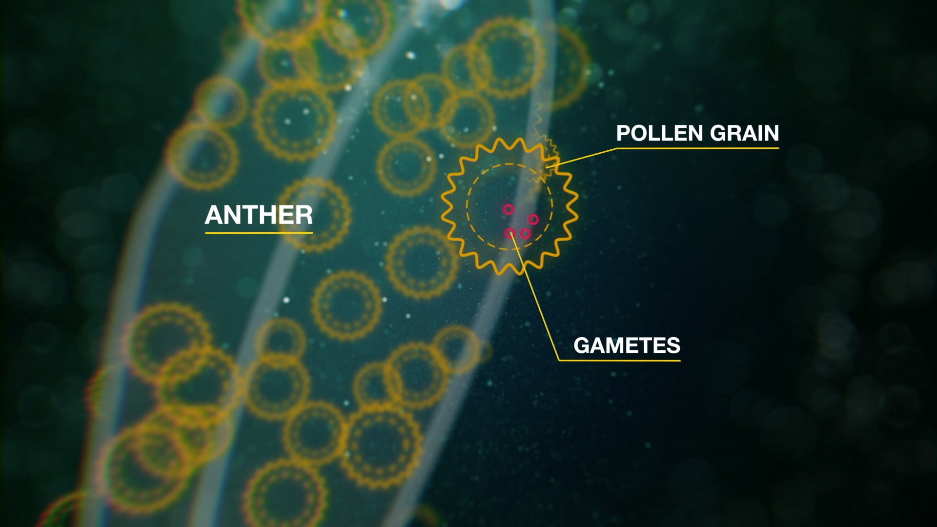 BBC Bitesize Biology // N4 Sexual Reproduction in Plants on Vimeo