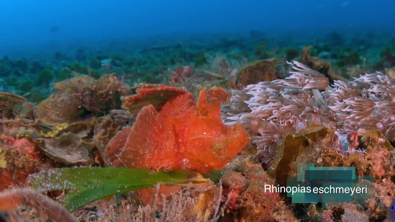 Critters of the Lembeh Strait | The Rhinopias eschmeyeri