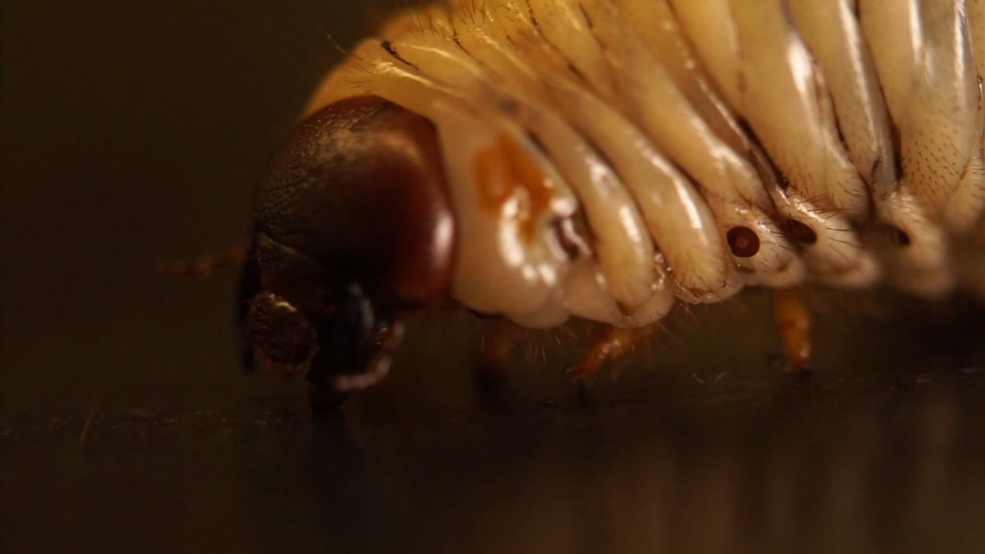 Coconut Rhino Beetles in Hawai'i - What You Should Know, part 1
