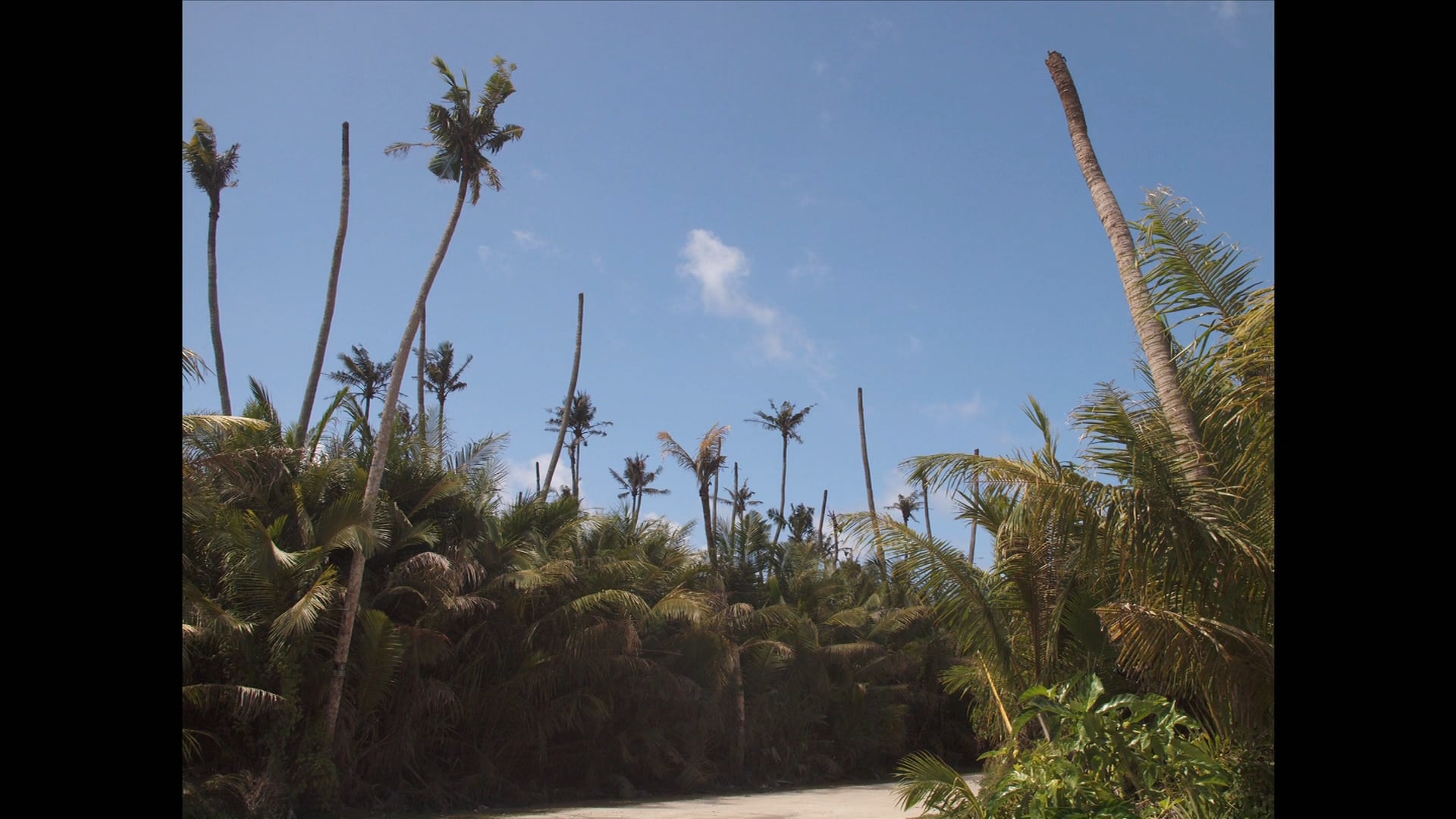 Coconut Rhino Beetles in Hawai'i - What You Should Know, part 2