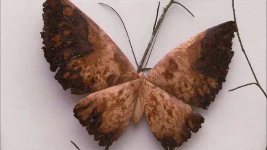 Devon Moths by Andre Daniel on BBC Escape to the Country on Vimeo