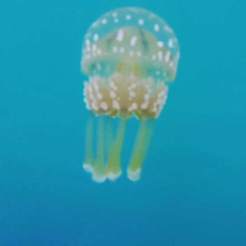 vimeo-video-thumbnail