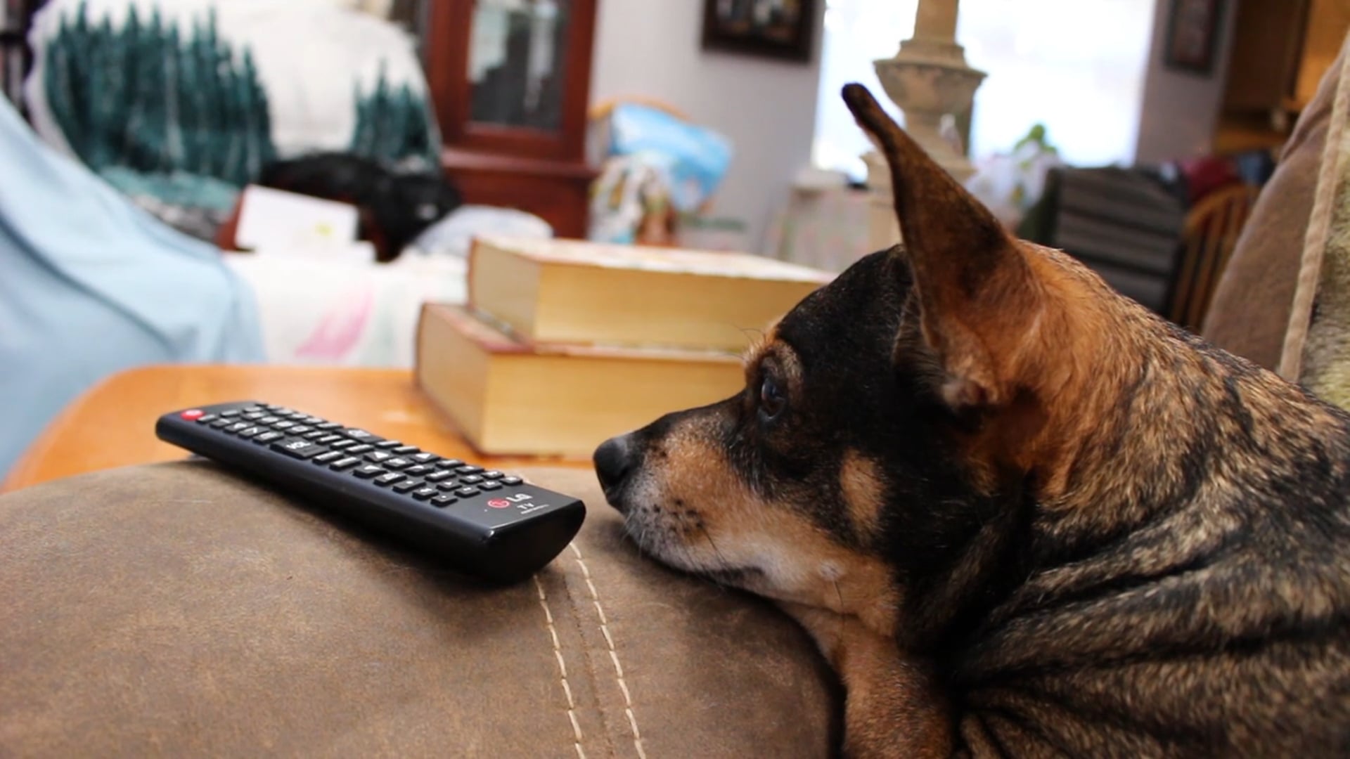 Couch Pawtato