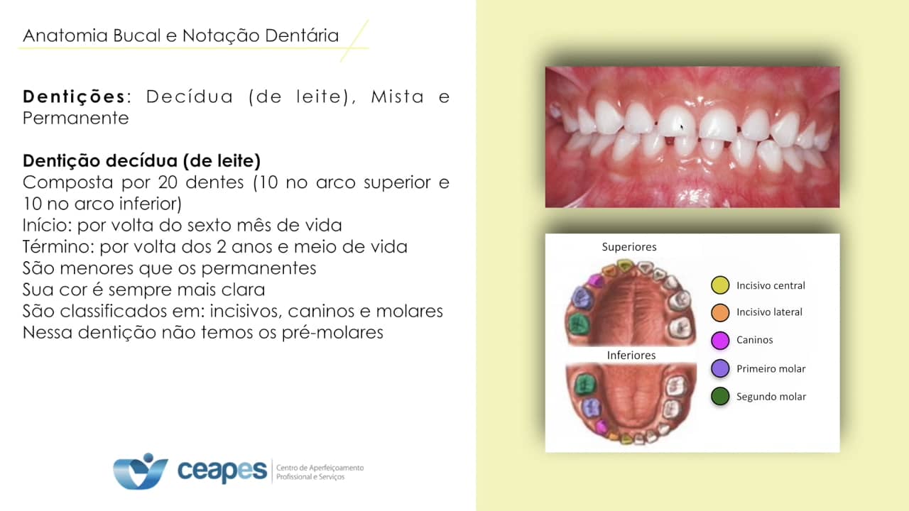 Anatomia dental e notação dentária on Vimeo