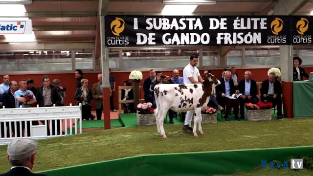I Poxa de Elite de Gando Frisón