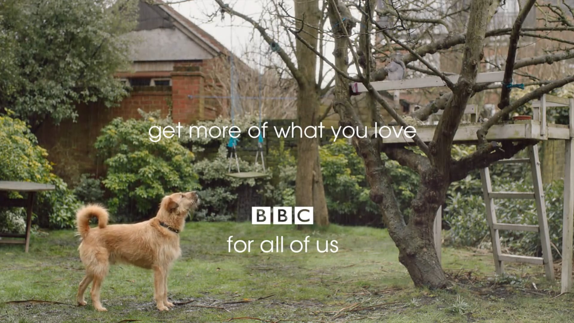 BBC: 'Steve the Dog'