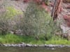 201609-FS-2 BRoll clips Deer on River shore_Middle Fork of the Salmon River 001
