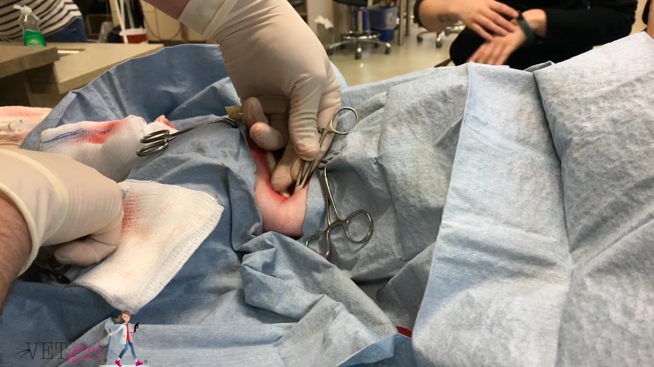 VETgirl Video: How to Place a Penrose Drain, image size:1280x720