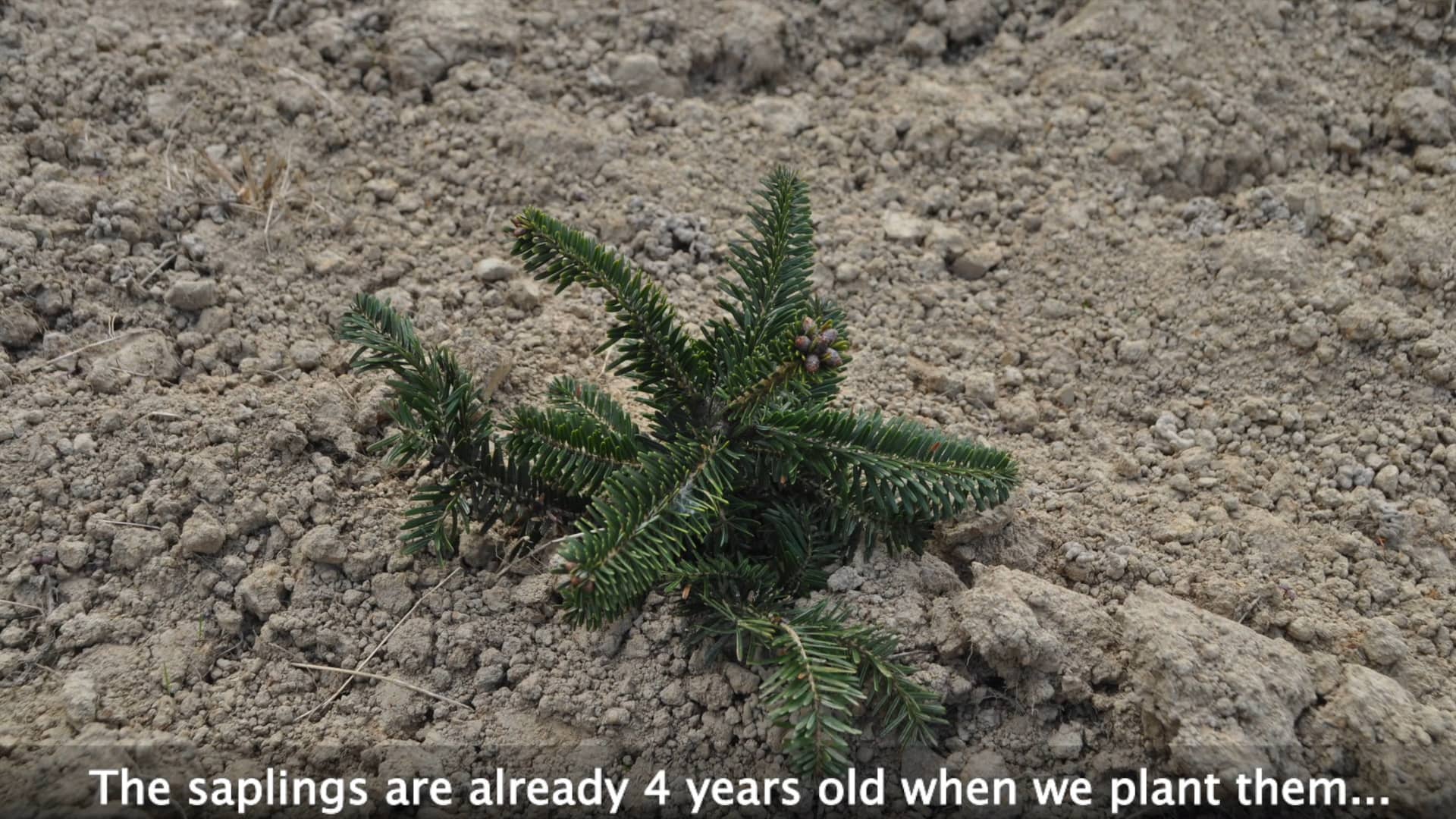 Christmas Tree Planting Time Send Me a Christmas Tree on Vimeo