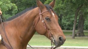 Park Ranger Horse, Chico Retires