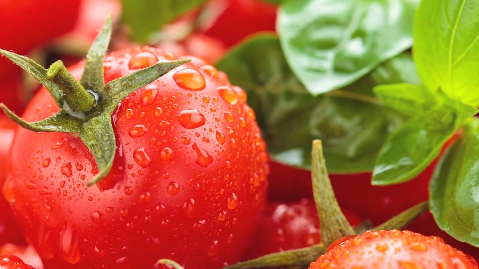 Tips from Toby – Toby’s Perfect Tomato Program