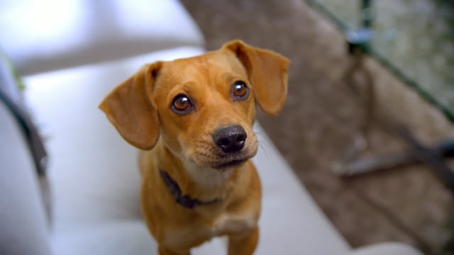 Related Embedded Video Item Thumbnail