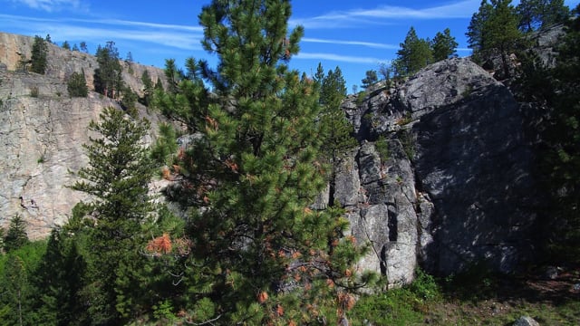 Cliffs Forest Fir Trees - Free video on Pixabay