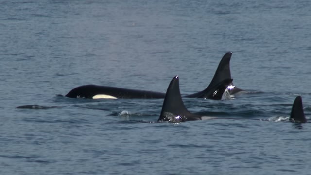 Michael Flatley DDS PS