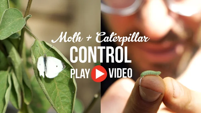 Companion Planting with Land Cress for Natural Caterpillar Control