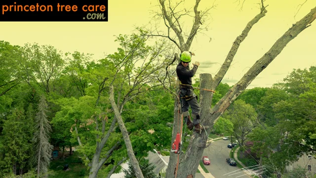 Princeton Tree Care