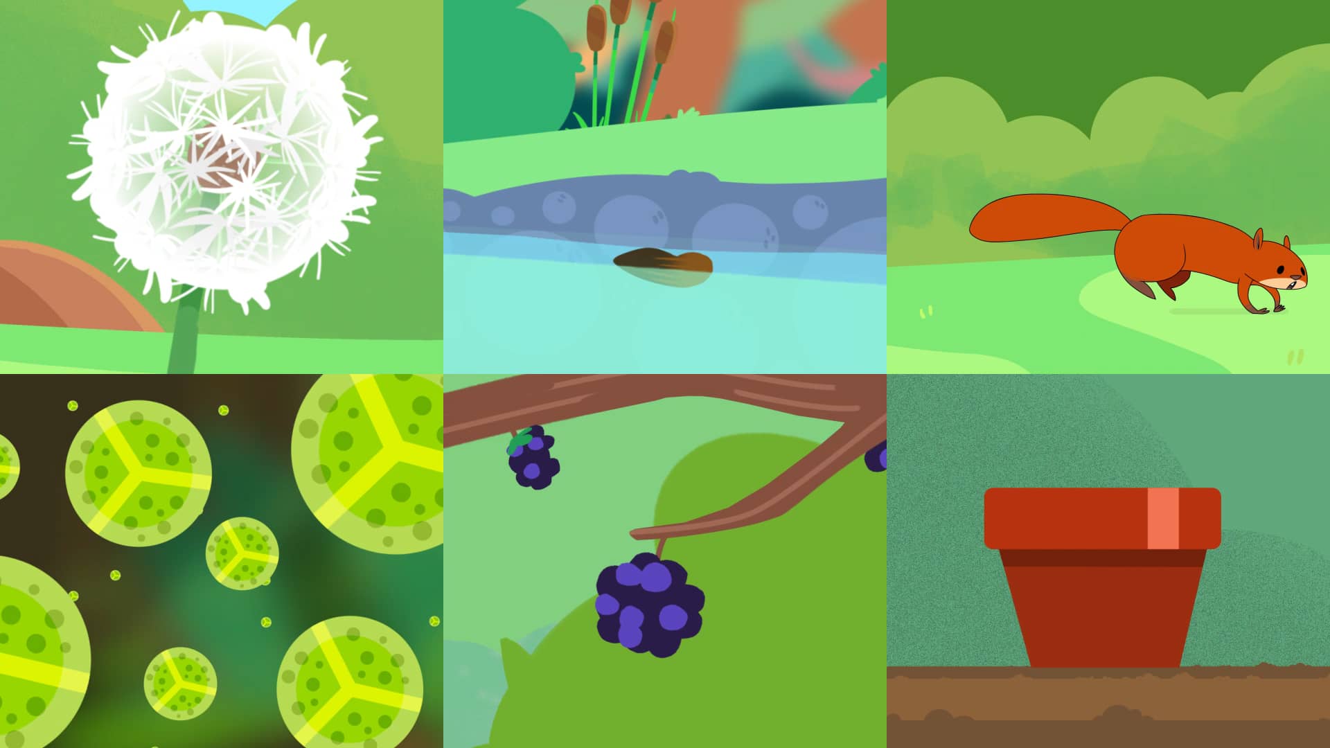 BBC Bitesize Seeds and Seed Dispersal on Vimeo