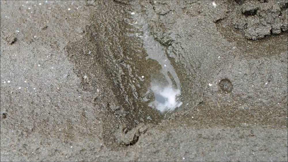 千葉 三番瀬潮干狩りでマテ貝採り 取り方のコツや食べ方も