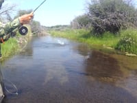 Fly Fishing Saskatchewan Streams 2015