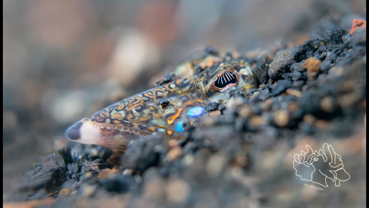 Critters of the Lembeh Strait | Episode 02 - 2017 | May Highlights