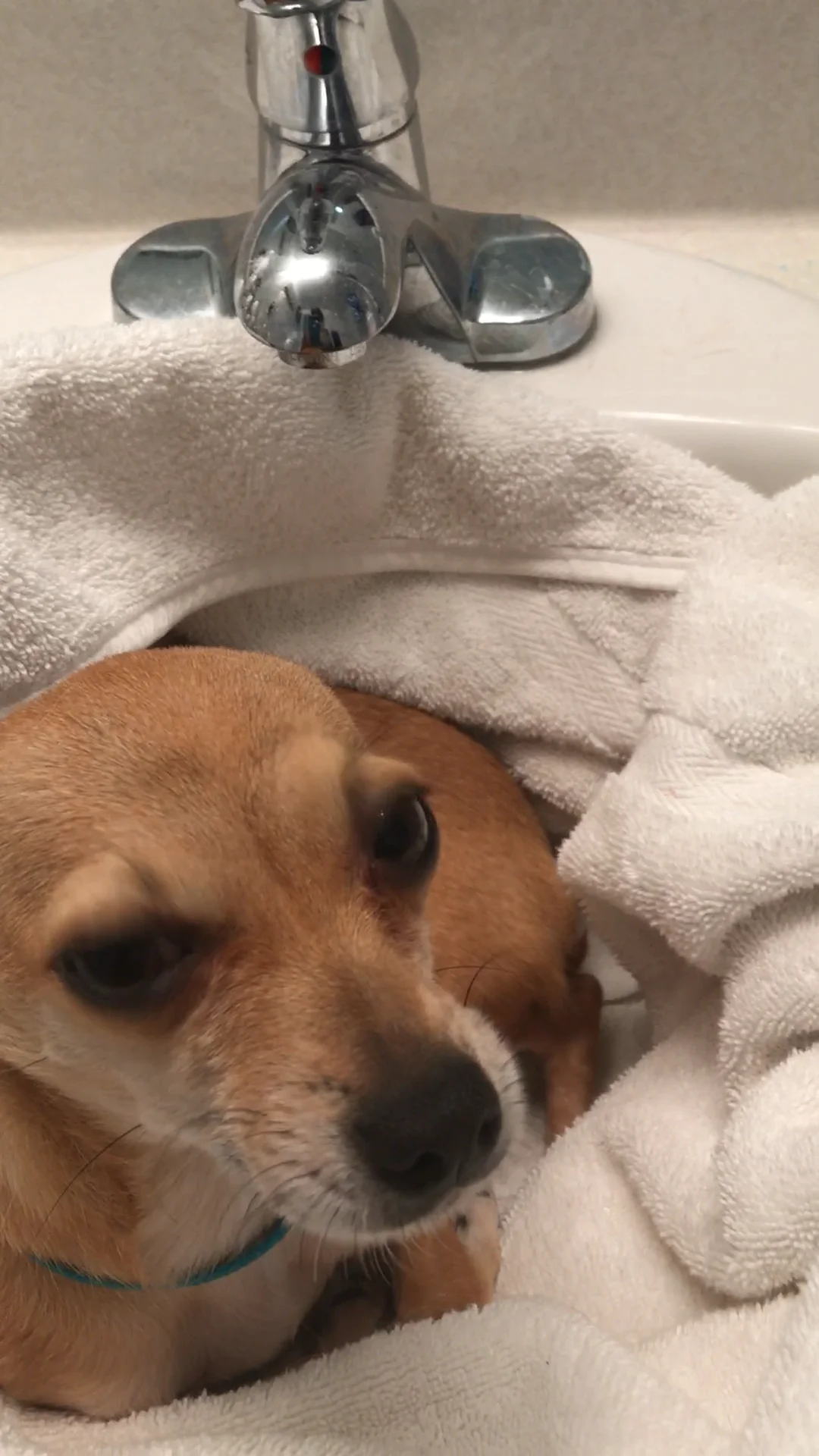 My daughter dog get a bath she hates bath  