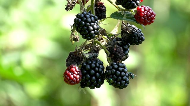 Blackberries, Fruit, Angry, Nature