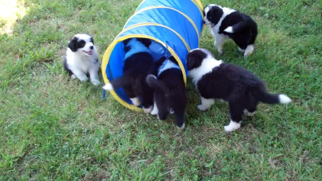 How We Raise Our Border Collie Puppies at Shadewood Farm and Kennel