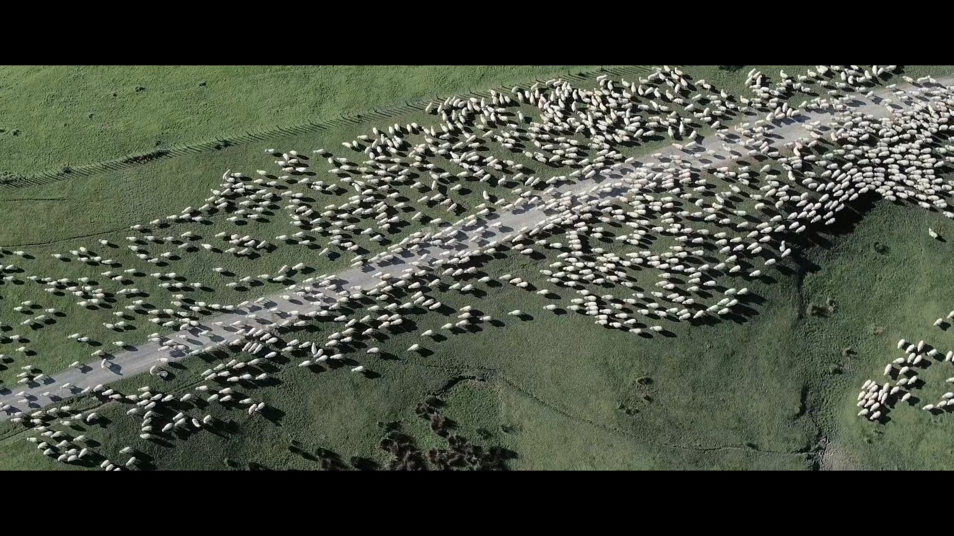Whangara_Trailer