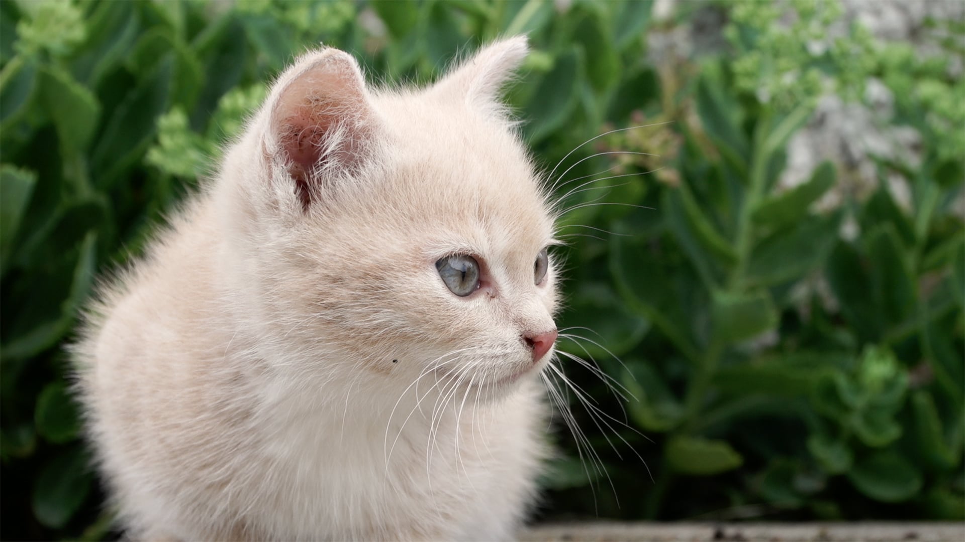 A little kitty exploring on Vimeo