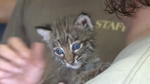 Step into the Wild - Baby Bobcat