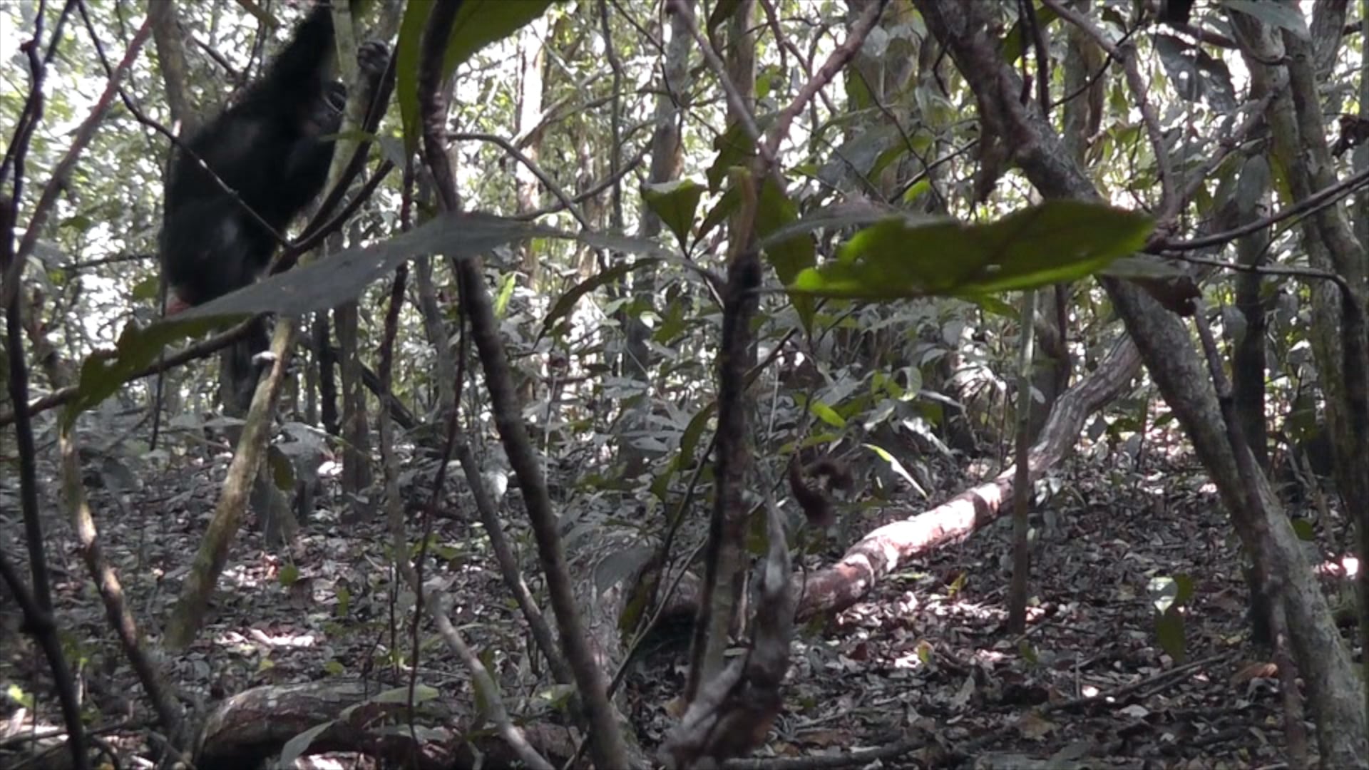 Chimp Jump (+hit obj 2 hand) on Vimeo