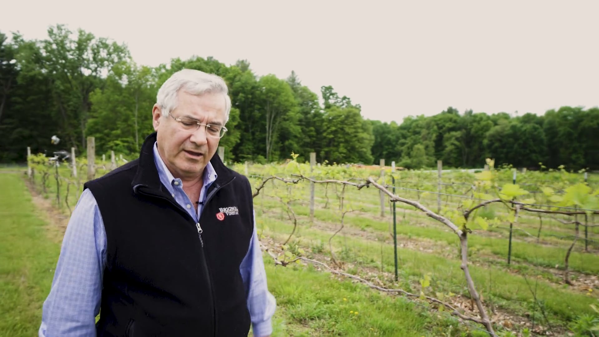 Between The Vines - The Chambourcin Grape