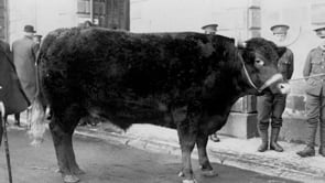 Memories of Truro City Hall- Fatstock Fiasco