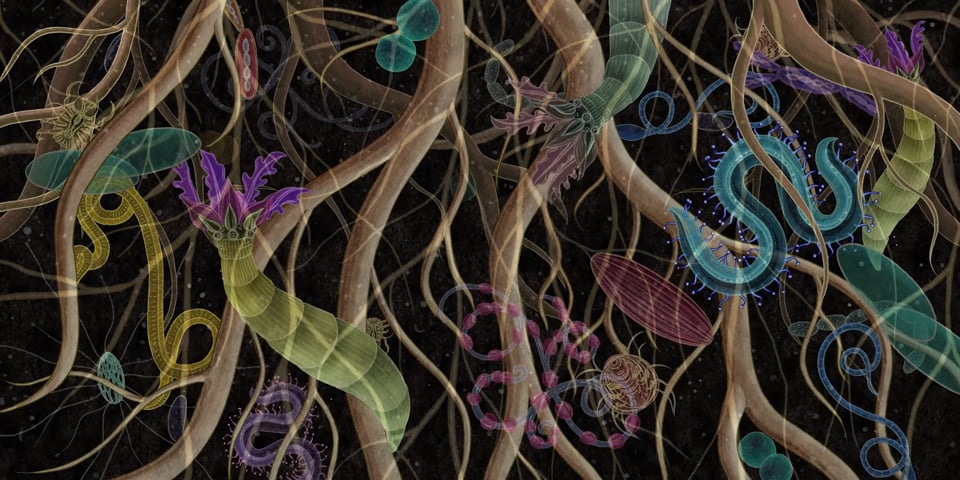 AMKK Botanical Animation "Story of Flowers"