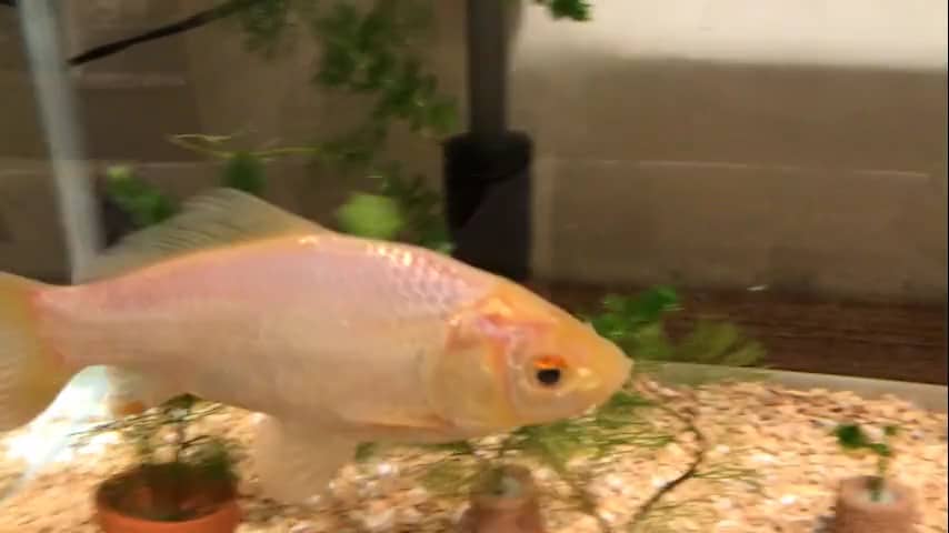 設立記念日に金魚社員が 気まぐれ歳時記