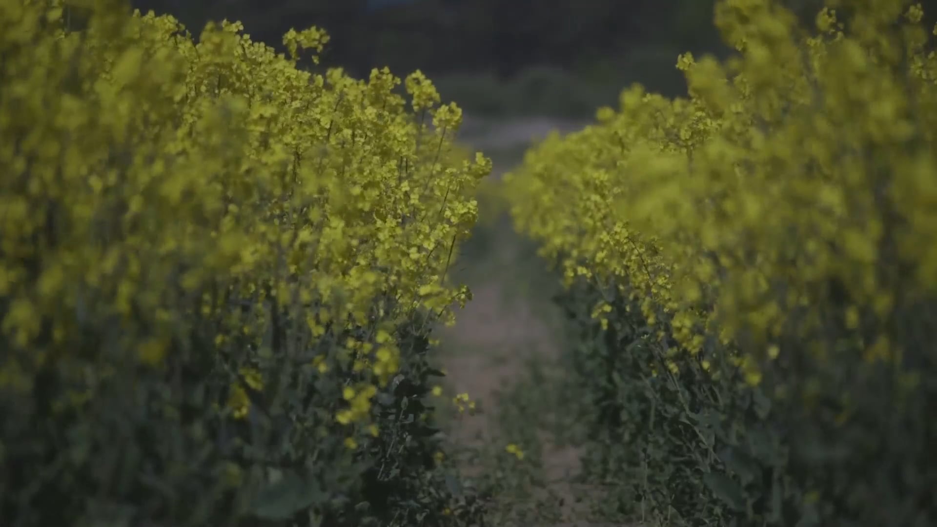 INVISIBLE LANDSCAPE                     Scottish Natural Heritage