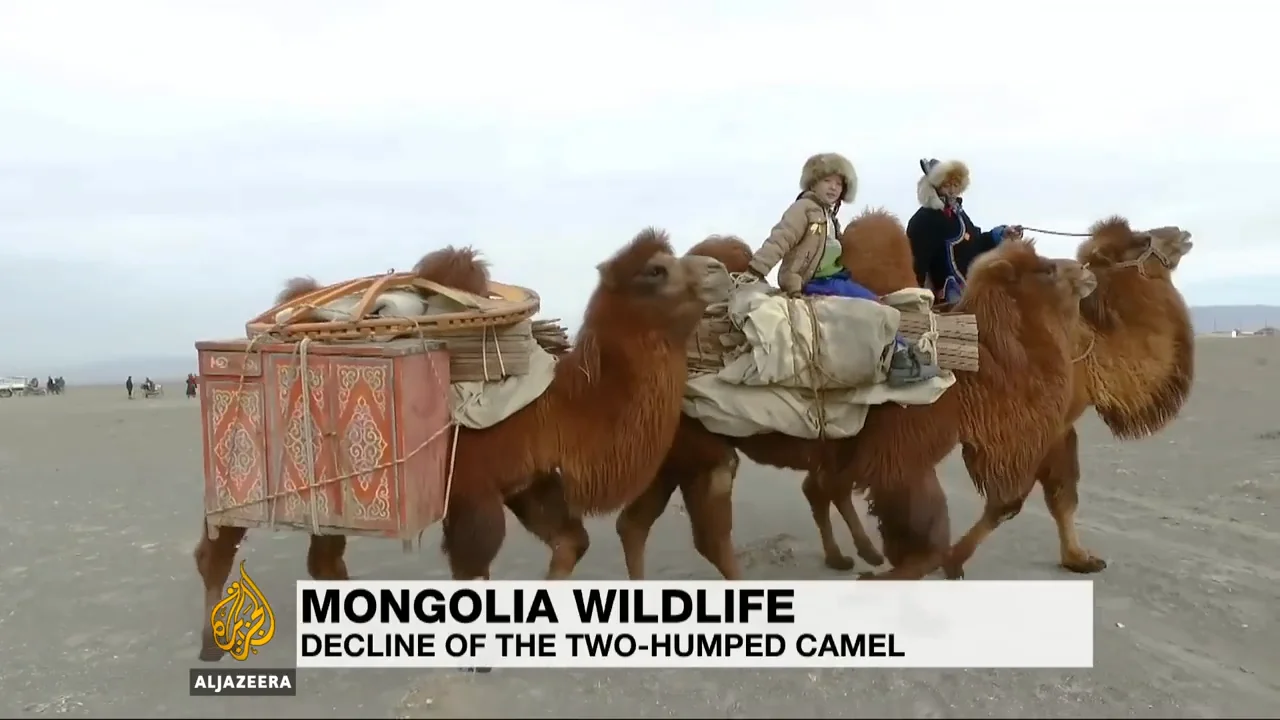 Photos and Videos | The Wild Camel Protection Foundation