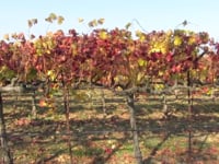 wine article Two Minute Lesson on Oregon Wines