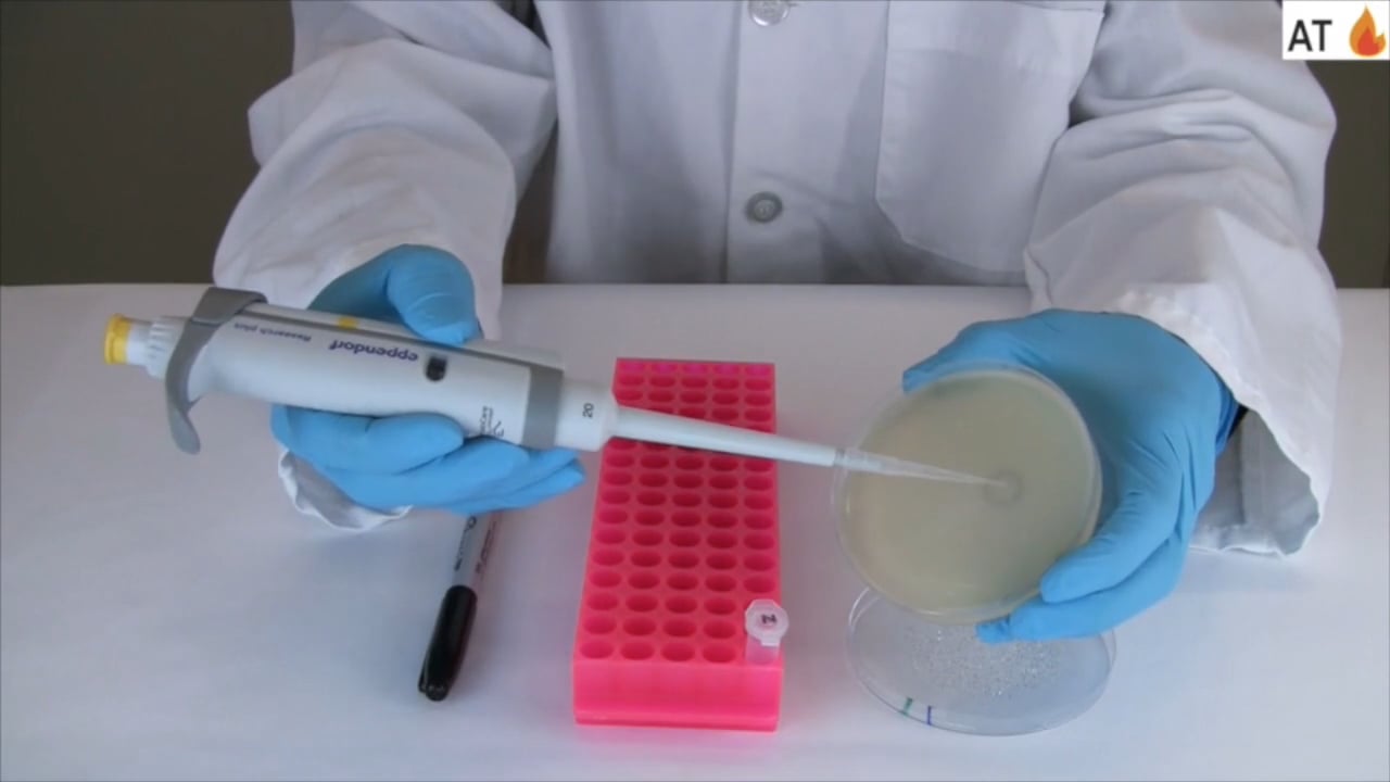 Phage Discovery Guide Picking a Plaque Protocol on Vimeo